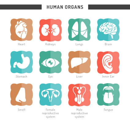12 kinds of human organs icon vector