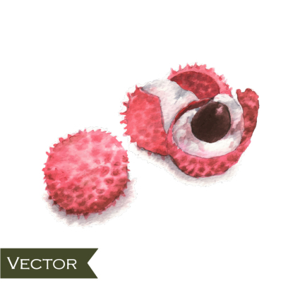 Painted lychee water vector material