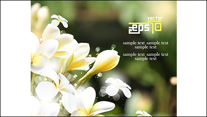 Myanmar gardenia yellow frangipani vector material