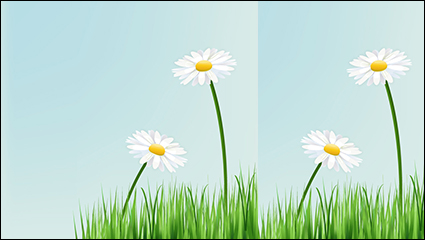 Beautiful white chrysanthemum vector material