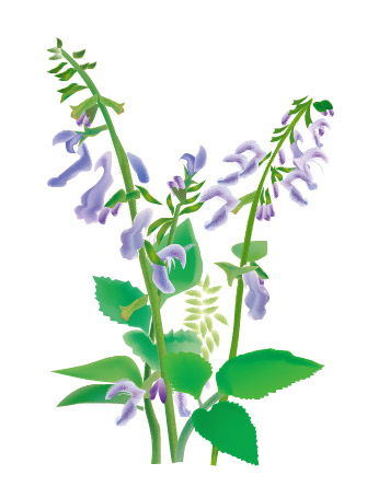 Chinese herbal medicine - Danxiong vector