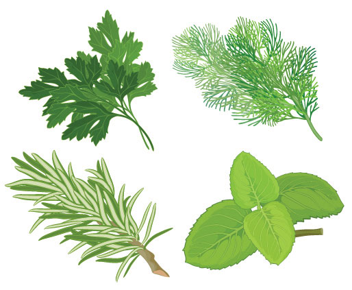 Chinese herbal foliage 04 - vector