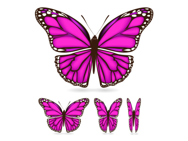 Beautiful butterfly material 02-- vector material