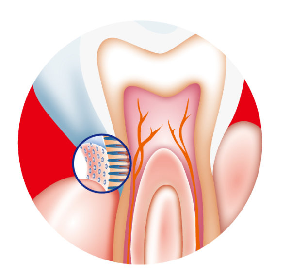 Dental internal vector