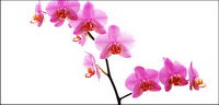 Orchid white picture material-7