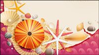 Shells and starfish material 01 - Vector