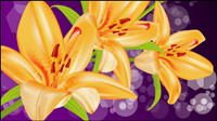 Yellow lily Vector -5