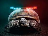 Deputy increase the potential of turtle
