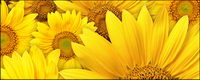 Sunflower background picture material