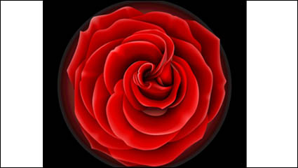 Roses vector material