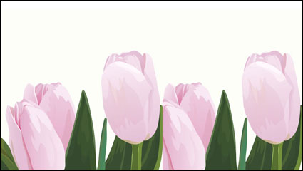 Pink tulips vector material