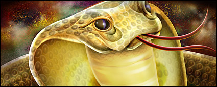 Cobra Featured psd layered material